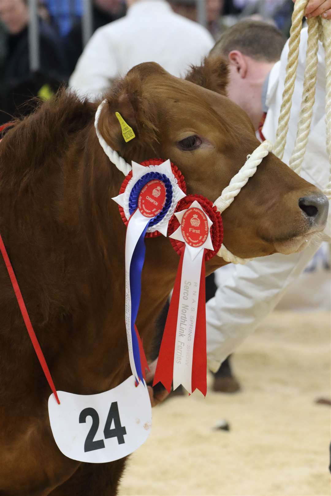 Overall Champion was awarded to a April 2022 born Limousin Cross Bullock from A& J Gammie, Drumforber, Laurencekirk. Picture: David Porter