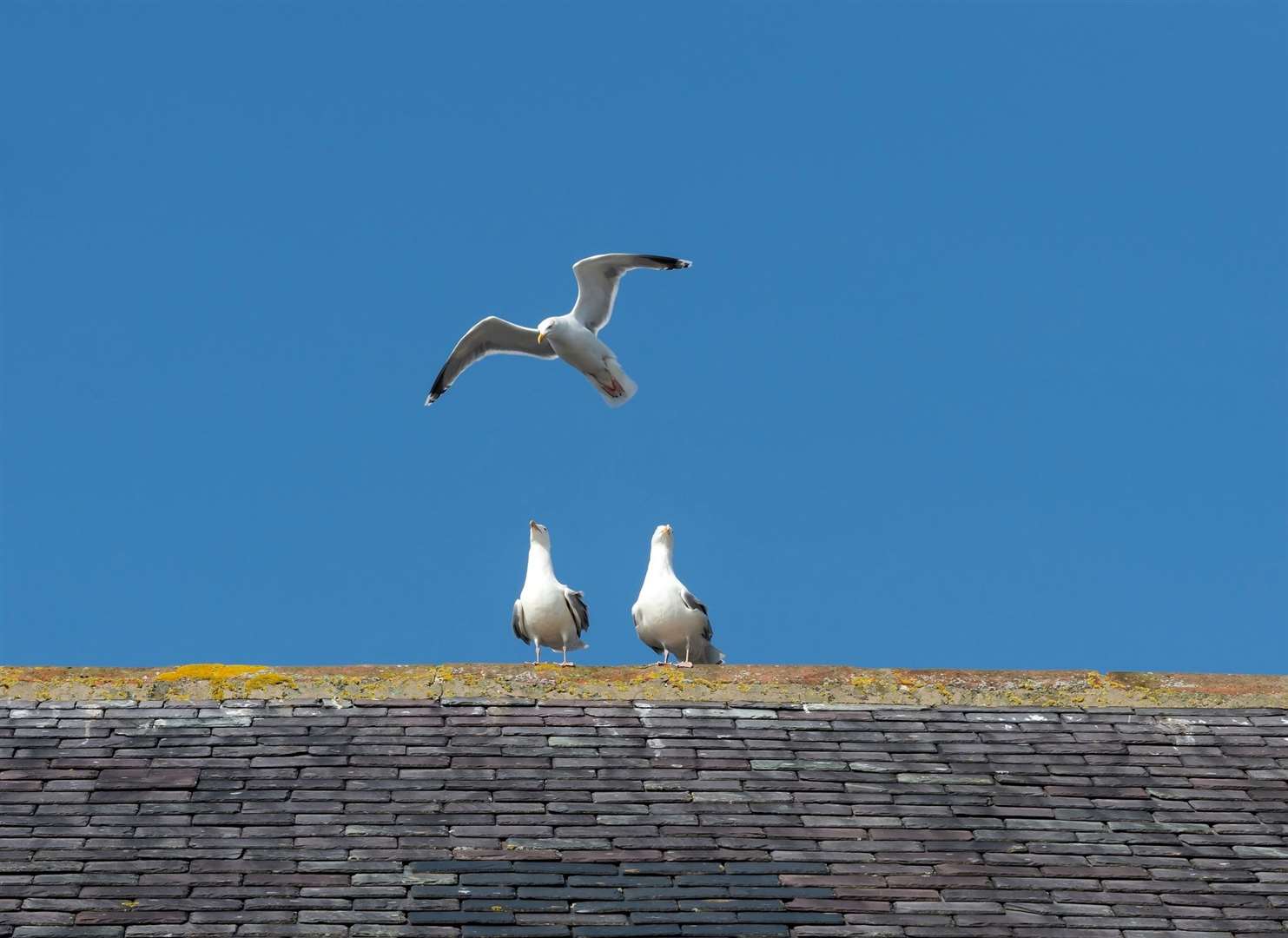 Aberdeenshire has agreed a five-year plan to tackle seagull problems