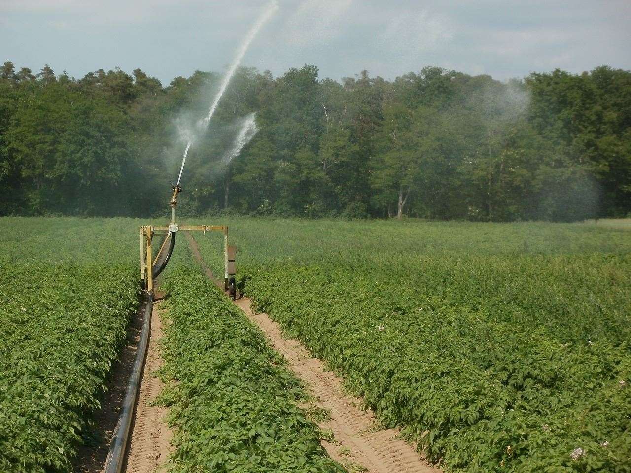 Farms are being asked to be cautious with irrigation