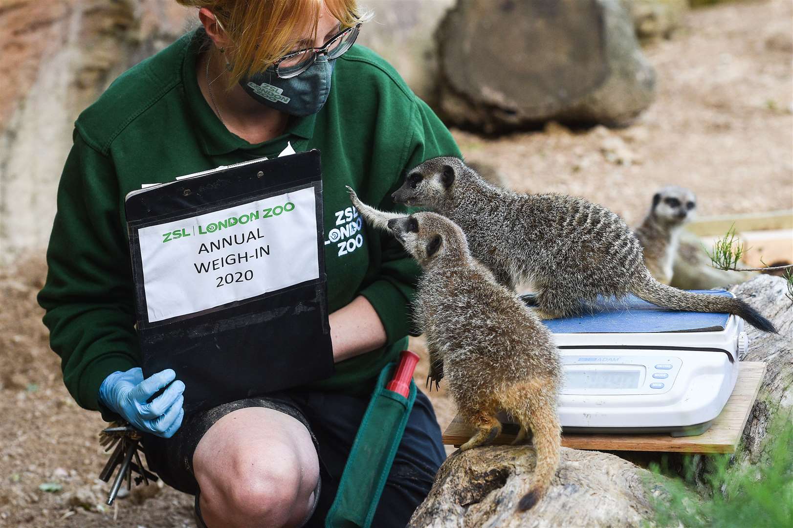 Senior keeper Laura Garrett weighed the meerkats (Kirsty O’Connor/PA)
