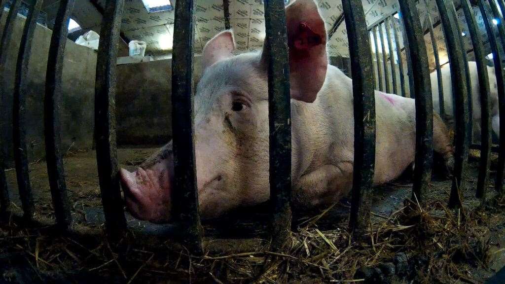 An undercover investigation has revealed distressing footage at the pig unit.Image courtesy of Animal Equity UK.
