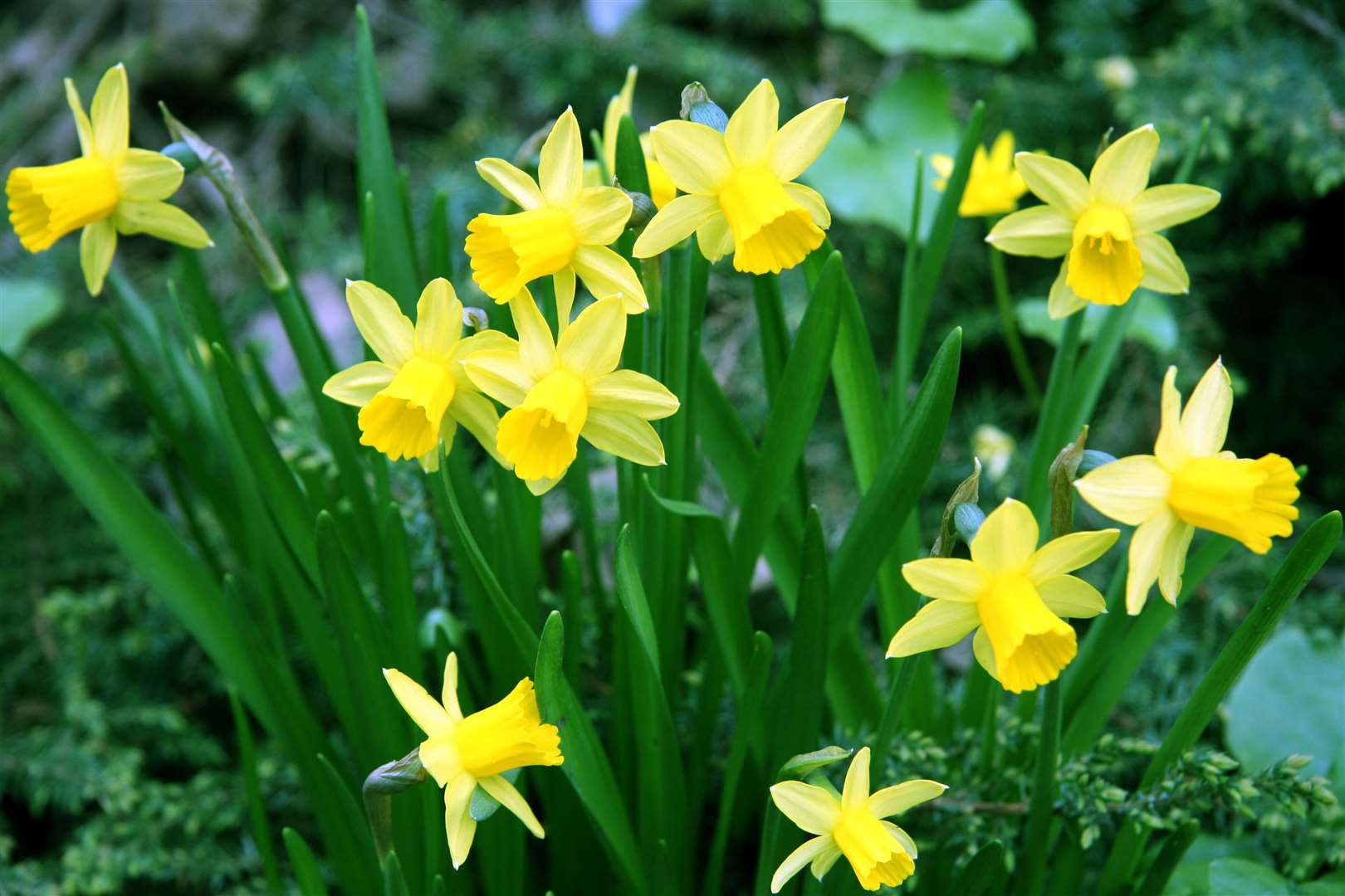 A chemical called haemanthamine extracted from daffodils could held reduce methane emissions.
