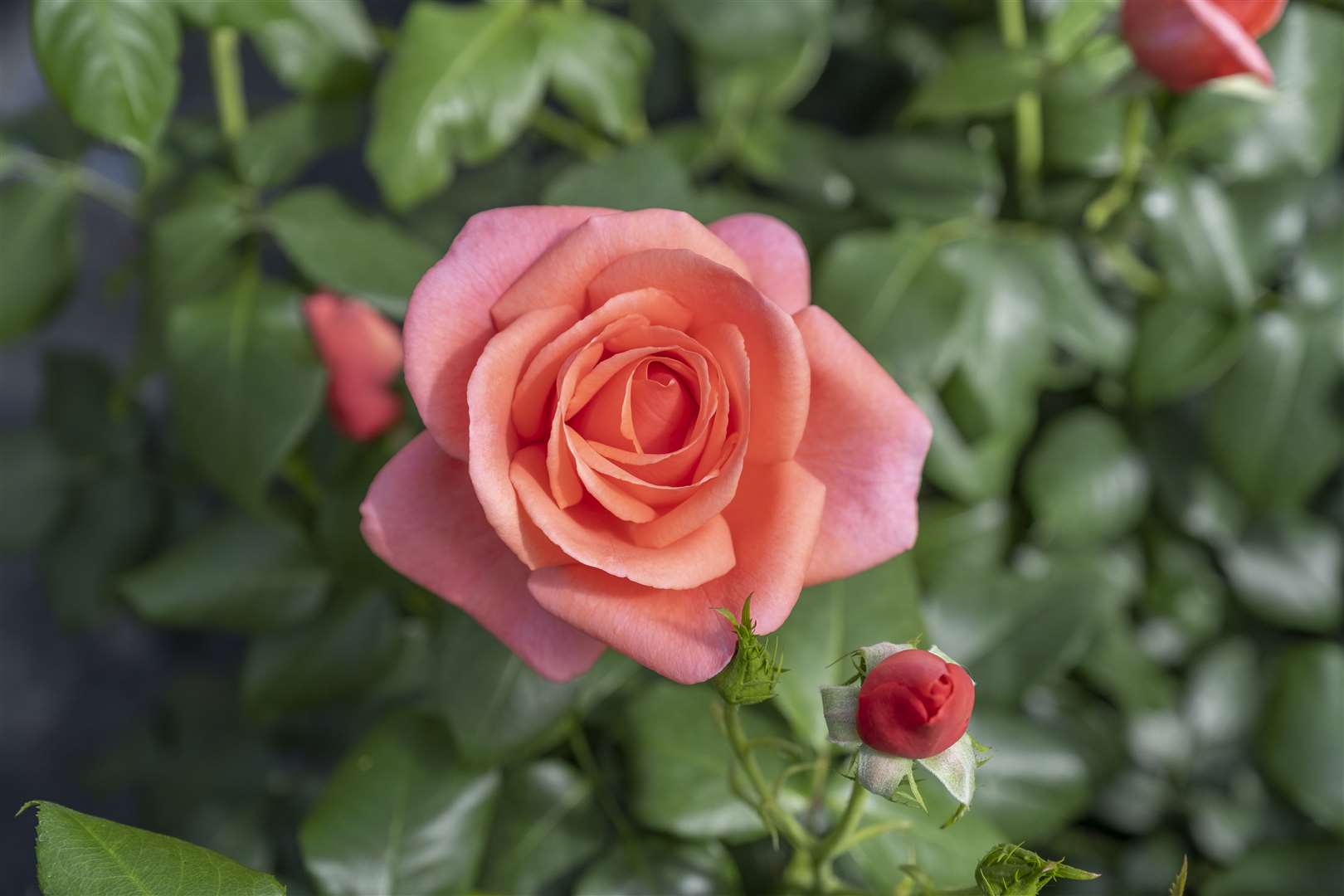 Funds from the sale of Catherine’s Rose will go to The Royal Marsden Cancer Charity (Kensington Palace/PA)