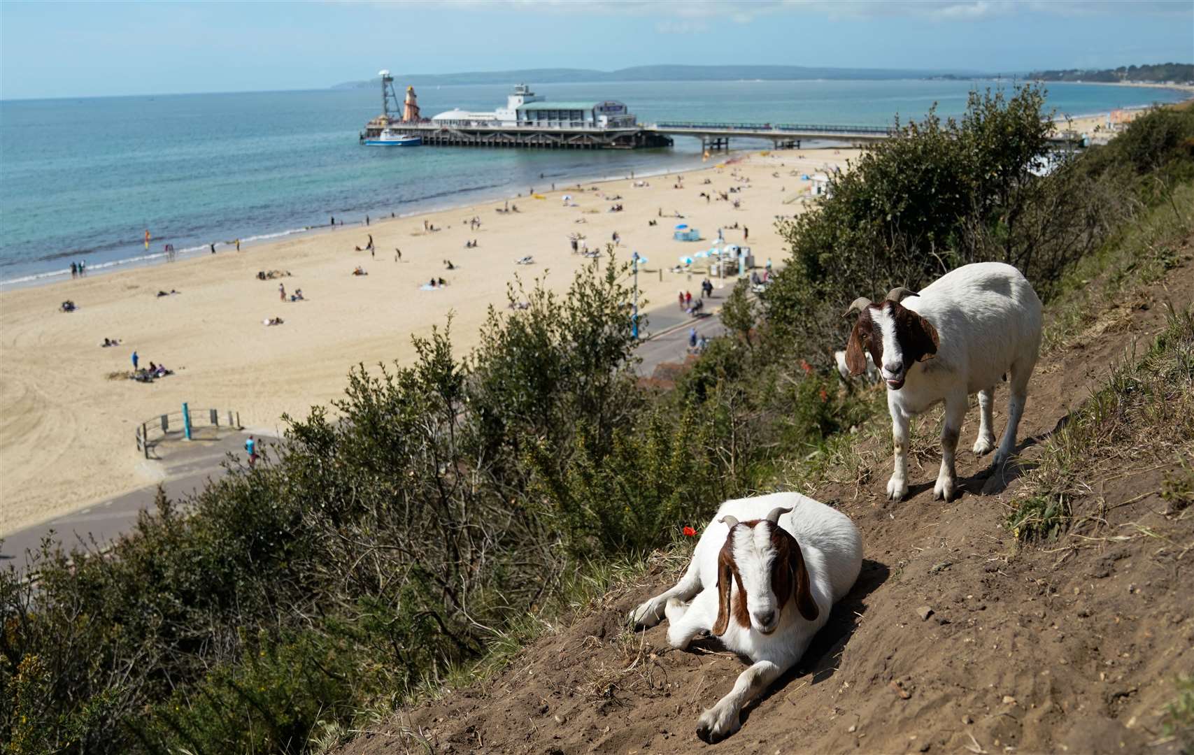 Even the goats grazing on the cliffs above the beach took time to rest in the heat (Andrew Matthews/PA)