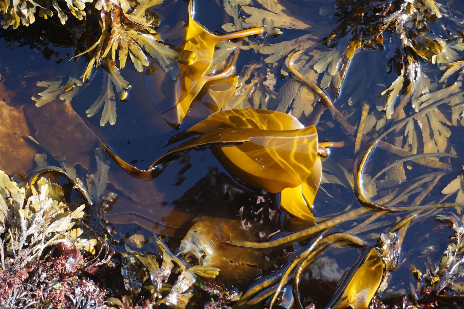 Seaweed farming could be a potential business proposition
