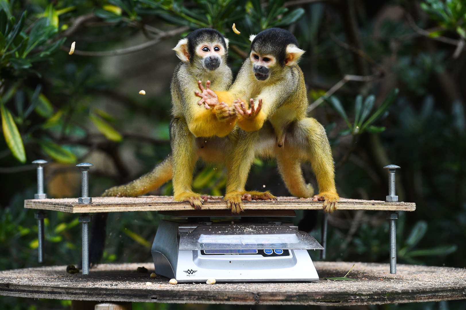 Squirrel monkeys were among those being weighed (Kirsty O’Connor/PA)