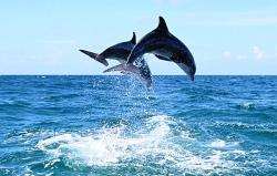 The new schemes launched by Grampian Police will help protect dolphins.
