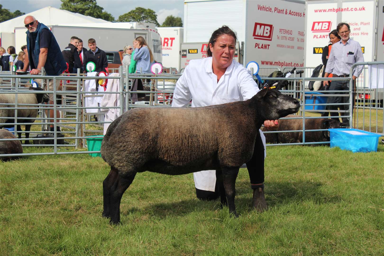 The Blue Texel and reserve interbreed champion. Picture: Kyle Ritchie