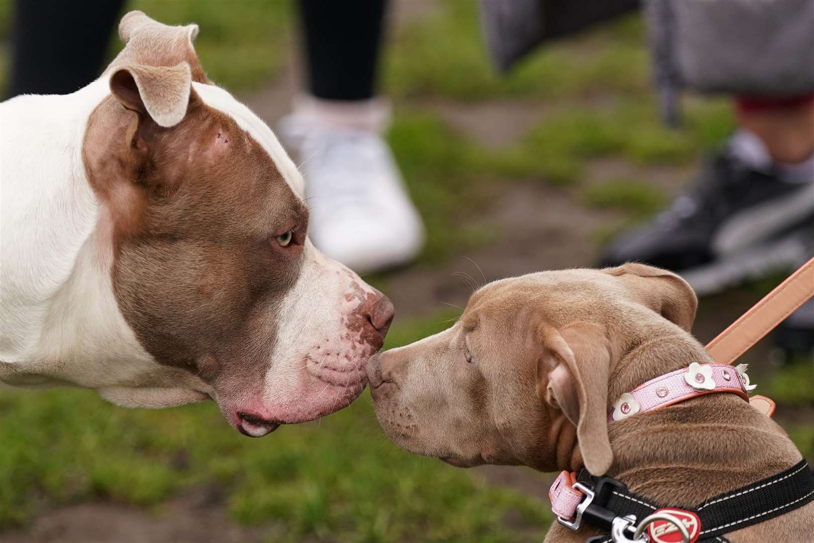 The breed will be banned from the end of the year (Jacob King/PA)