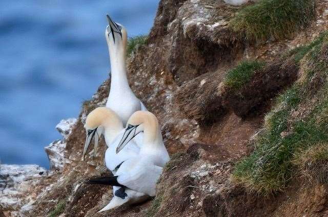 Gannets at RSPB Troup Head are threatened by avian flu.