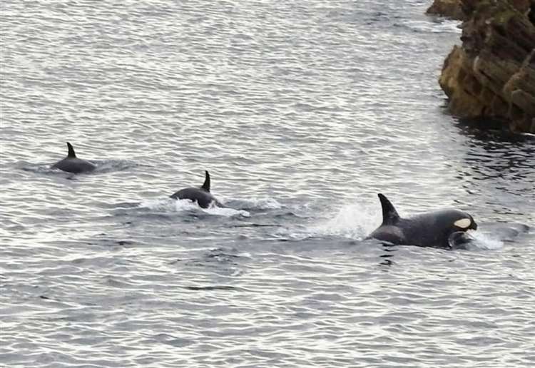 Police appeal after orcas harassed by speedboat
