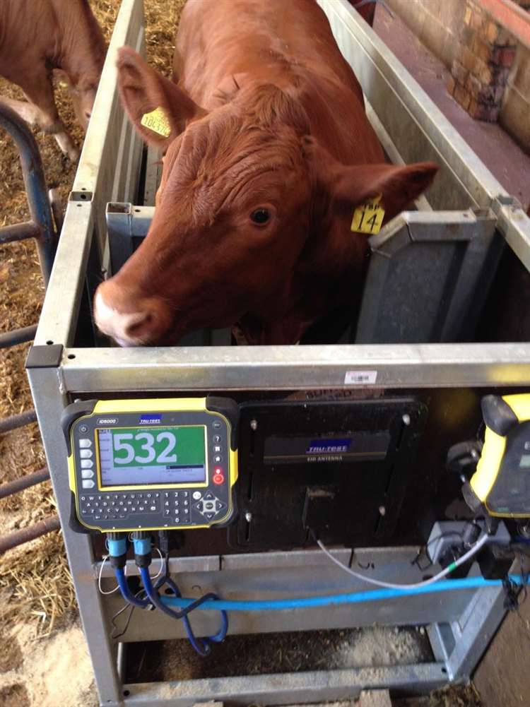 The monitor system helps calculate live weight