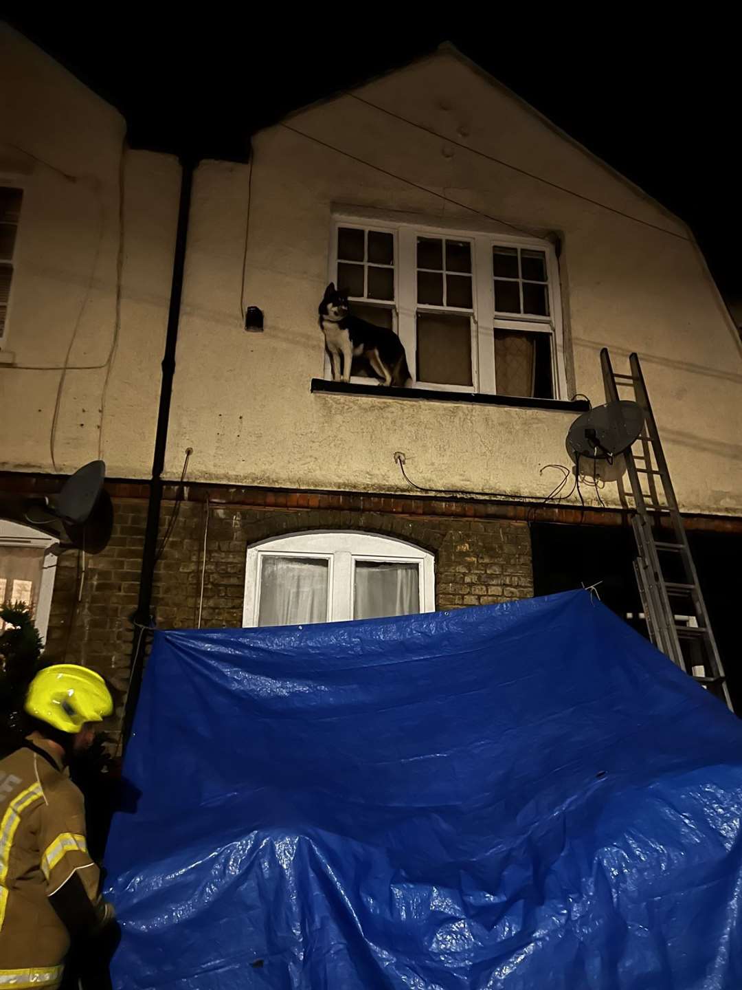 Firefighters preparing to rescue Coco (London Fire Brigade)
