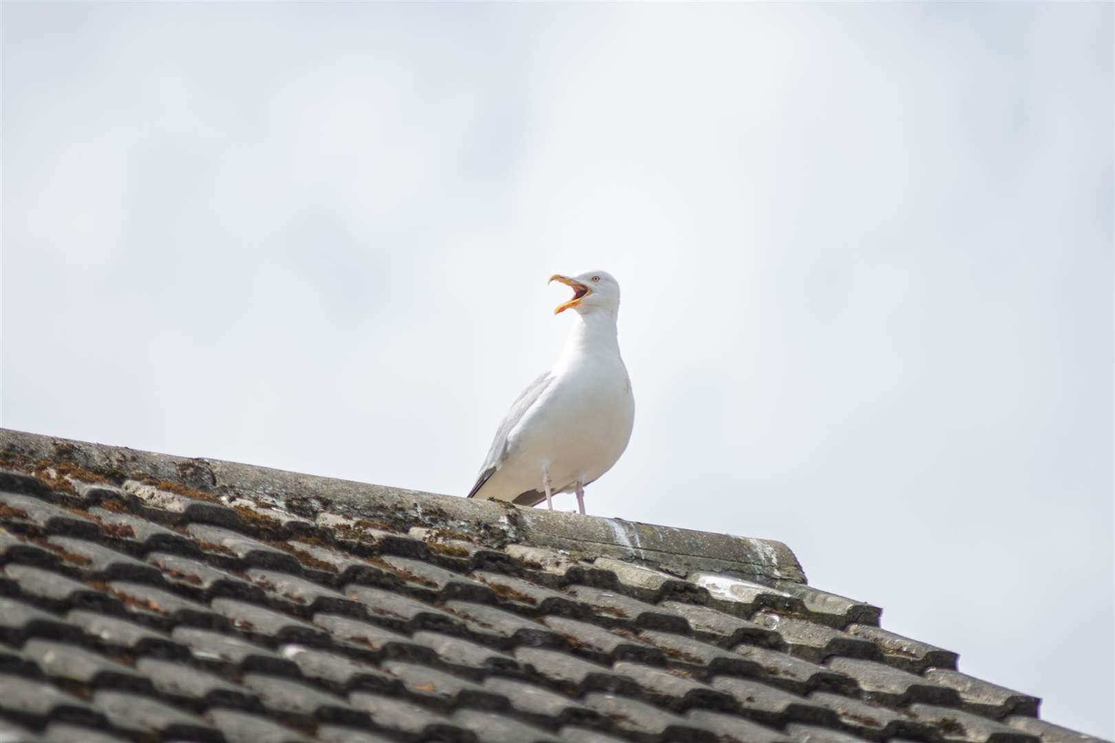 The menace posed by gulls to north-east communities is to take centre stage at a virtual public meeting. Picture: Daniel Forsyth