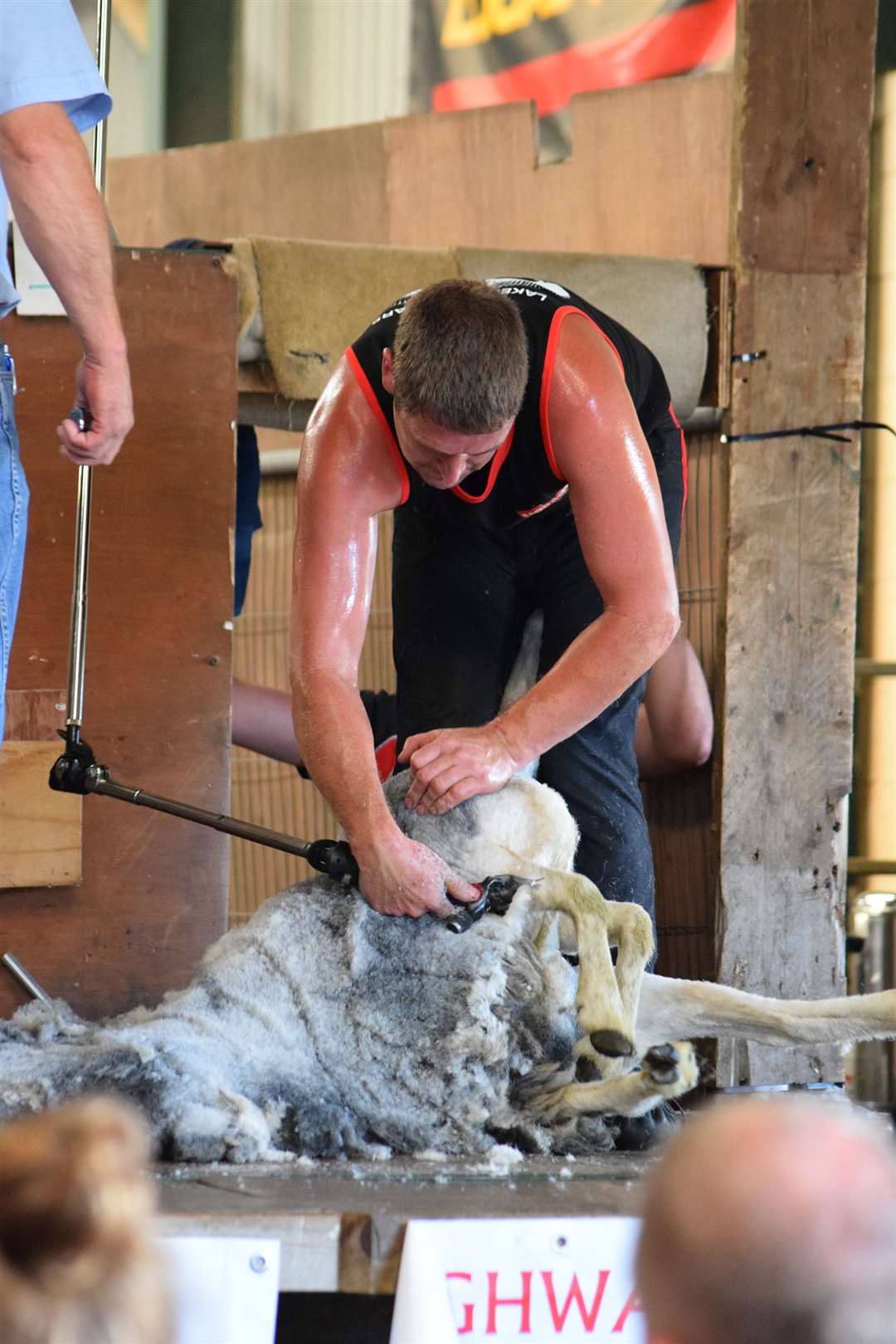 World champion sheep shearer Gavin Mutch in action.