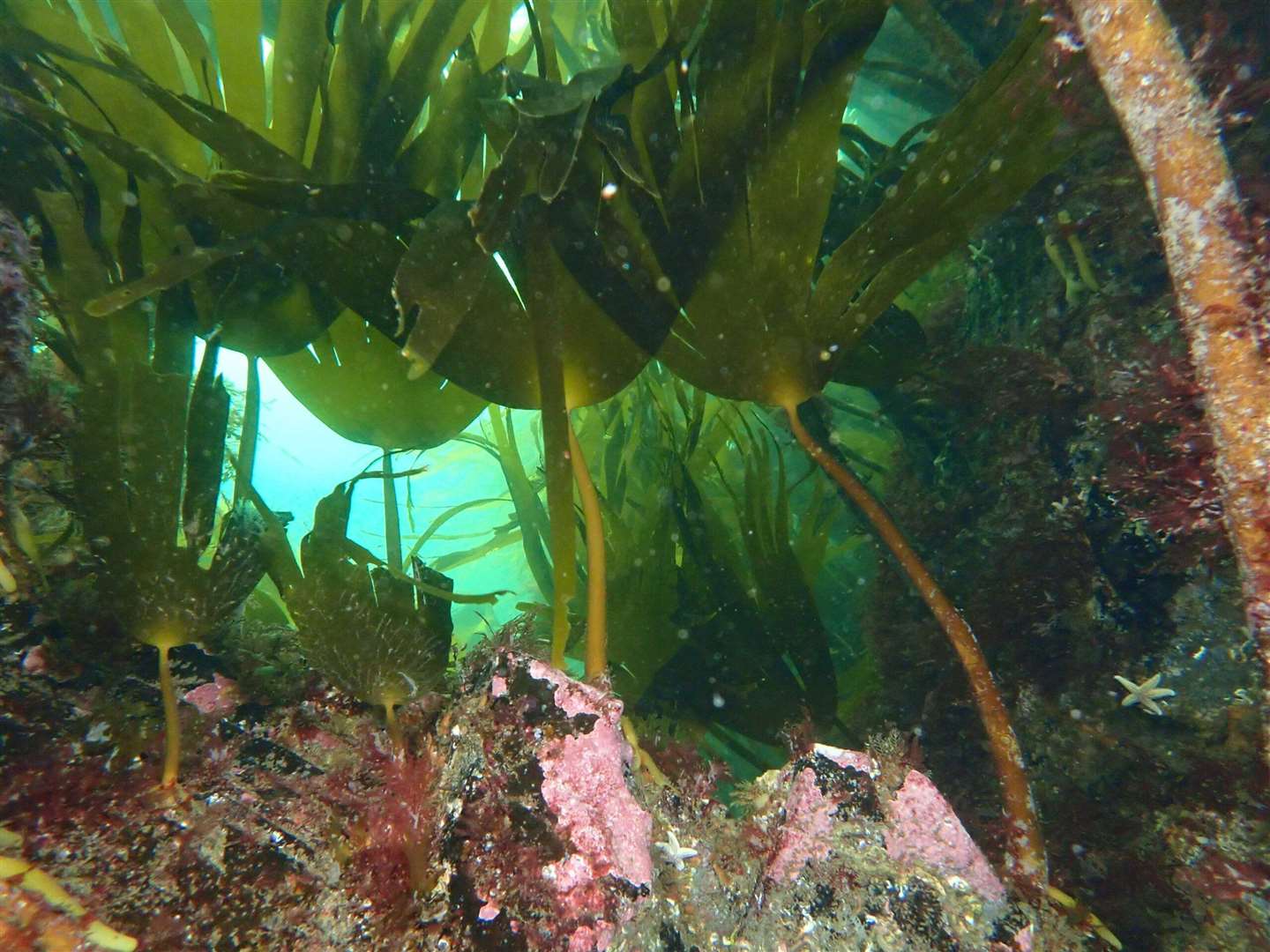 Kelp will be the focus of the discussion