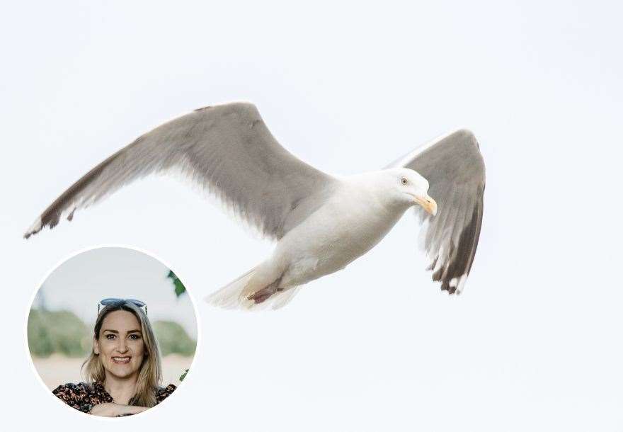 Seagulls have been driven inland by the climate crisis.  Inset: Karen Adam.
