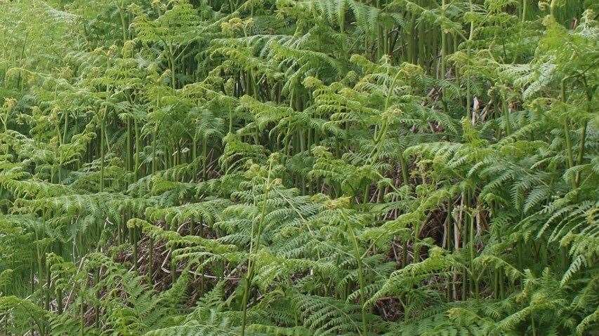 Asulox can be used to control bracken.