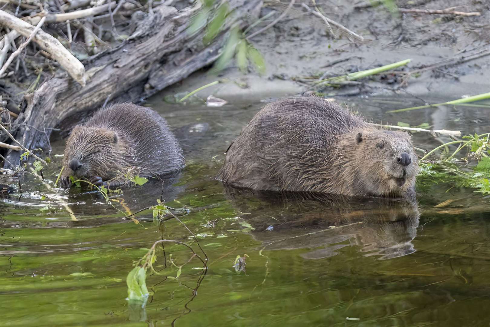 Beavers will be taken from the Tay to the Spey. Picture: Elliot McCandless.
