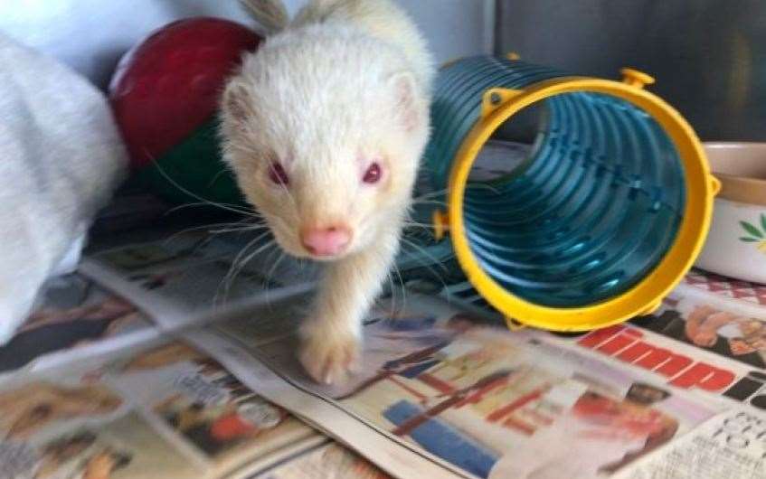 Barry is a ferret on the lookout for his forever home.