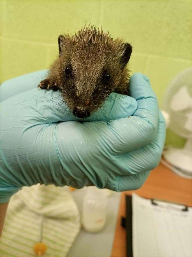 Autumn sees the Scottish SPCA inundated with hoglets. Picture: Scottish SPCA