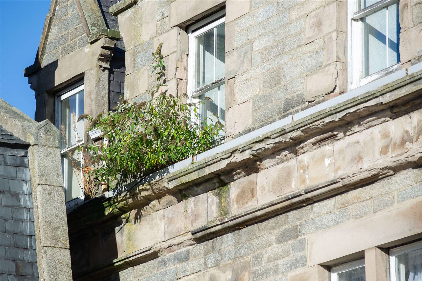 A huge plant and flaking stonework on the Huntly Hotel. Picture: Daniel Forsyth.