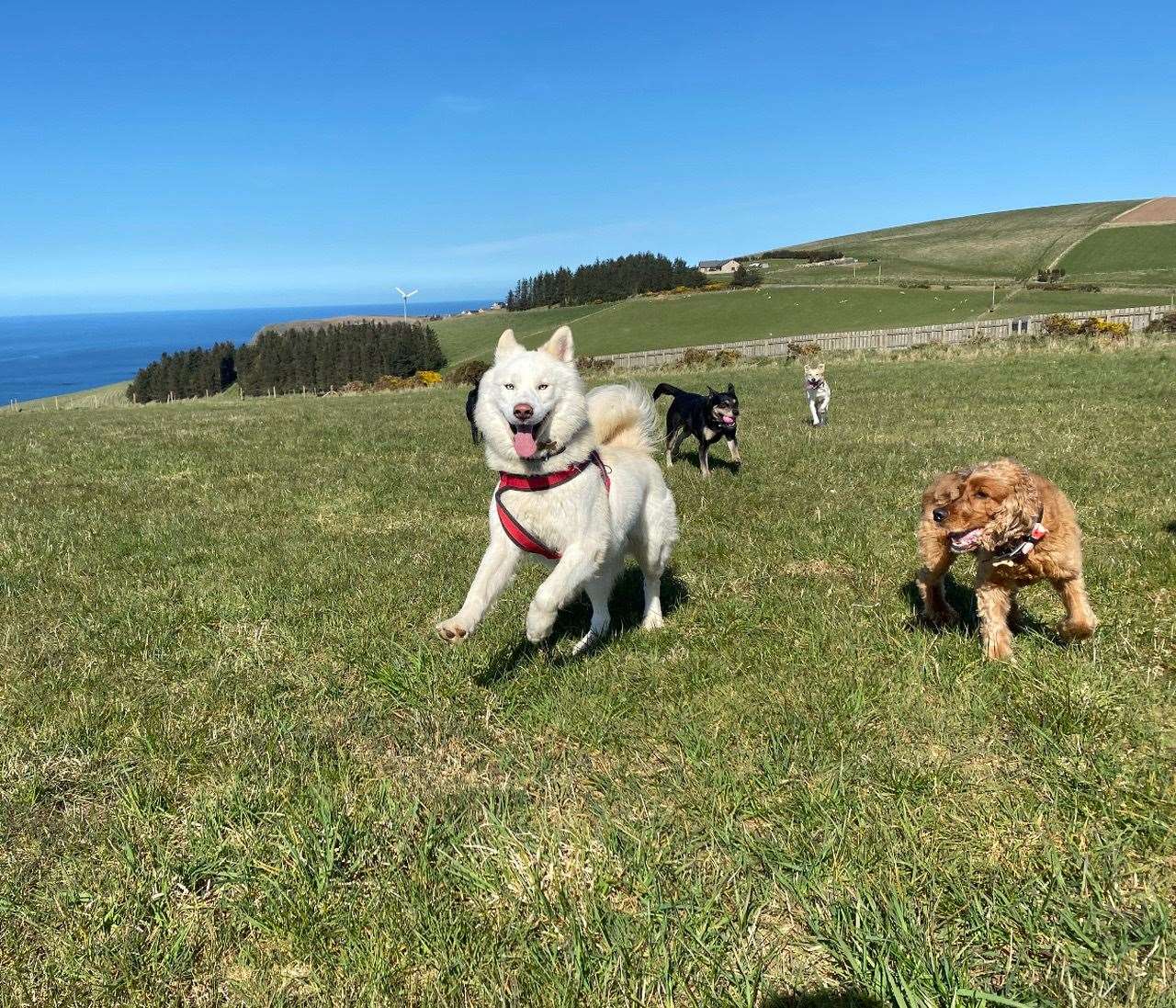 Ghost enjoying the two-acre field in Gamrie with the couple's other dogs.