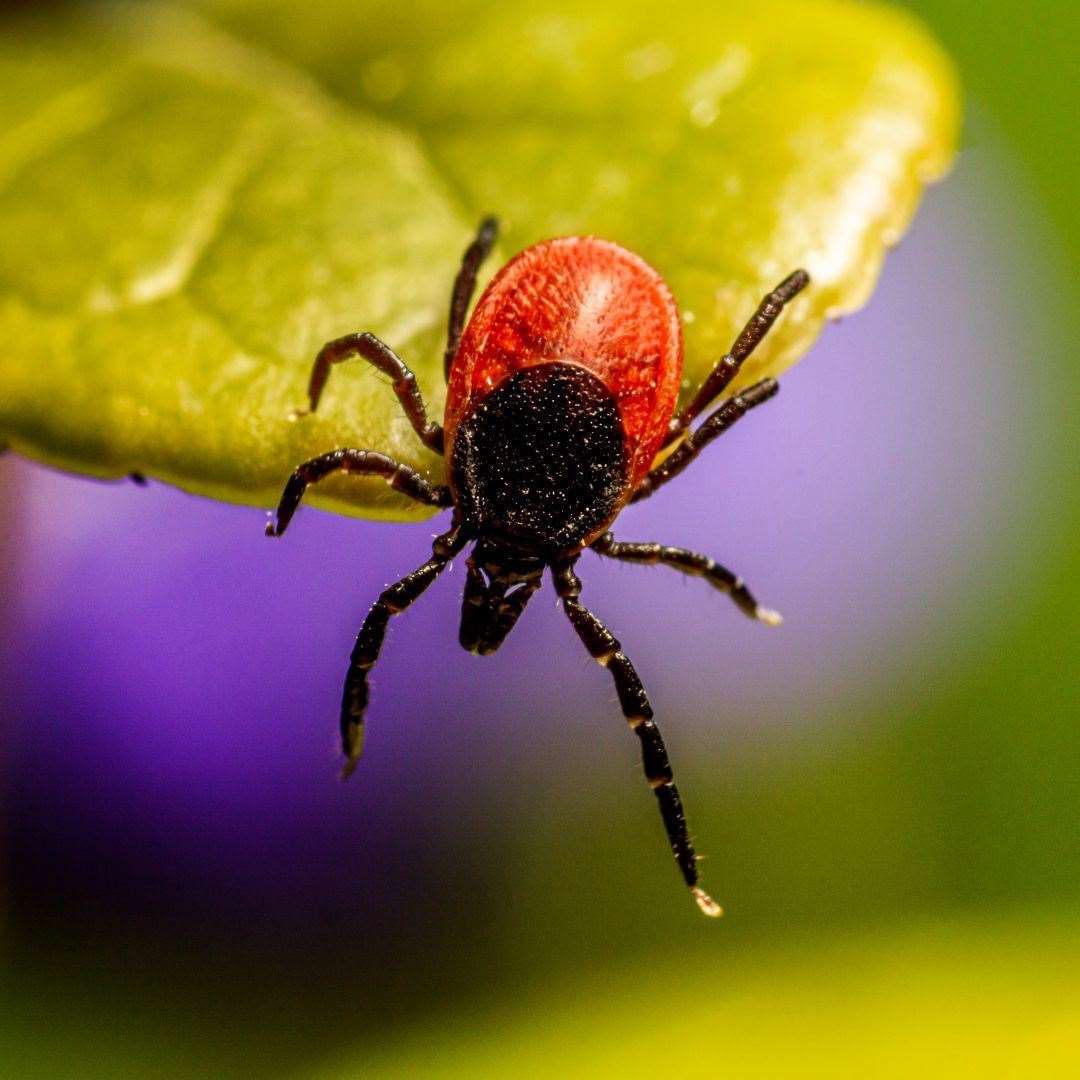 Lyme Disease - ticks are a source of the infection