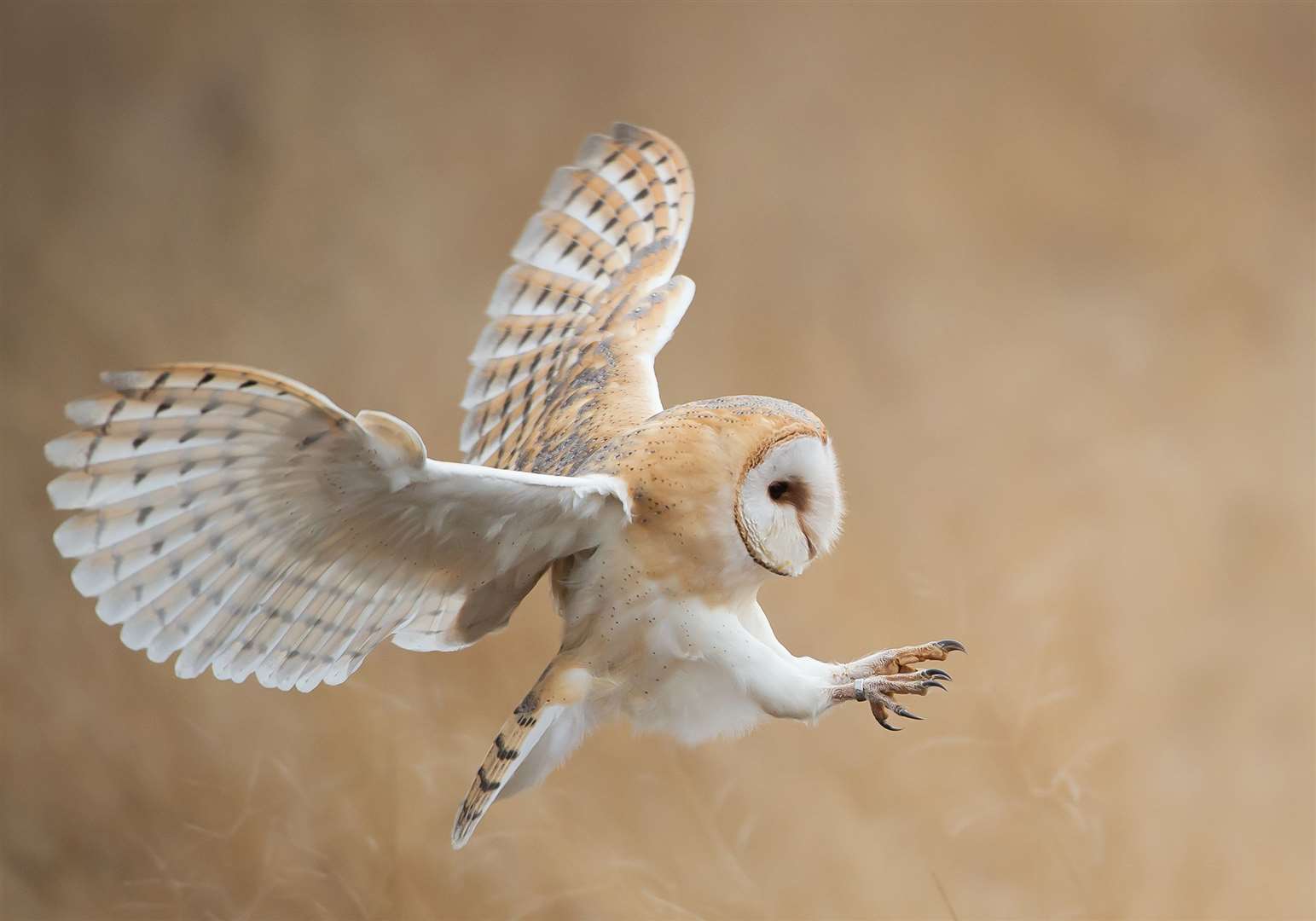 A barn owl in flight is an impressive sight.