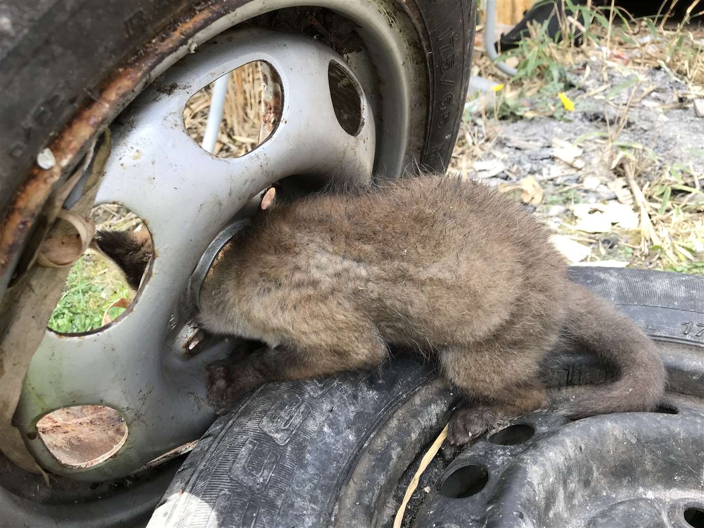 The fox pup may have been trapped for several days (RSPCA)