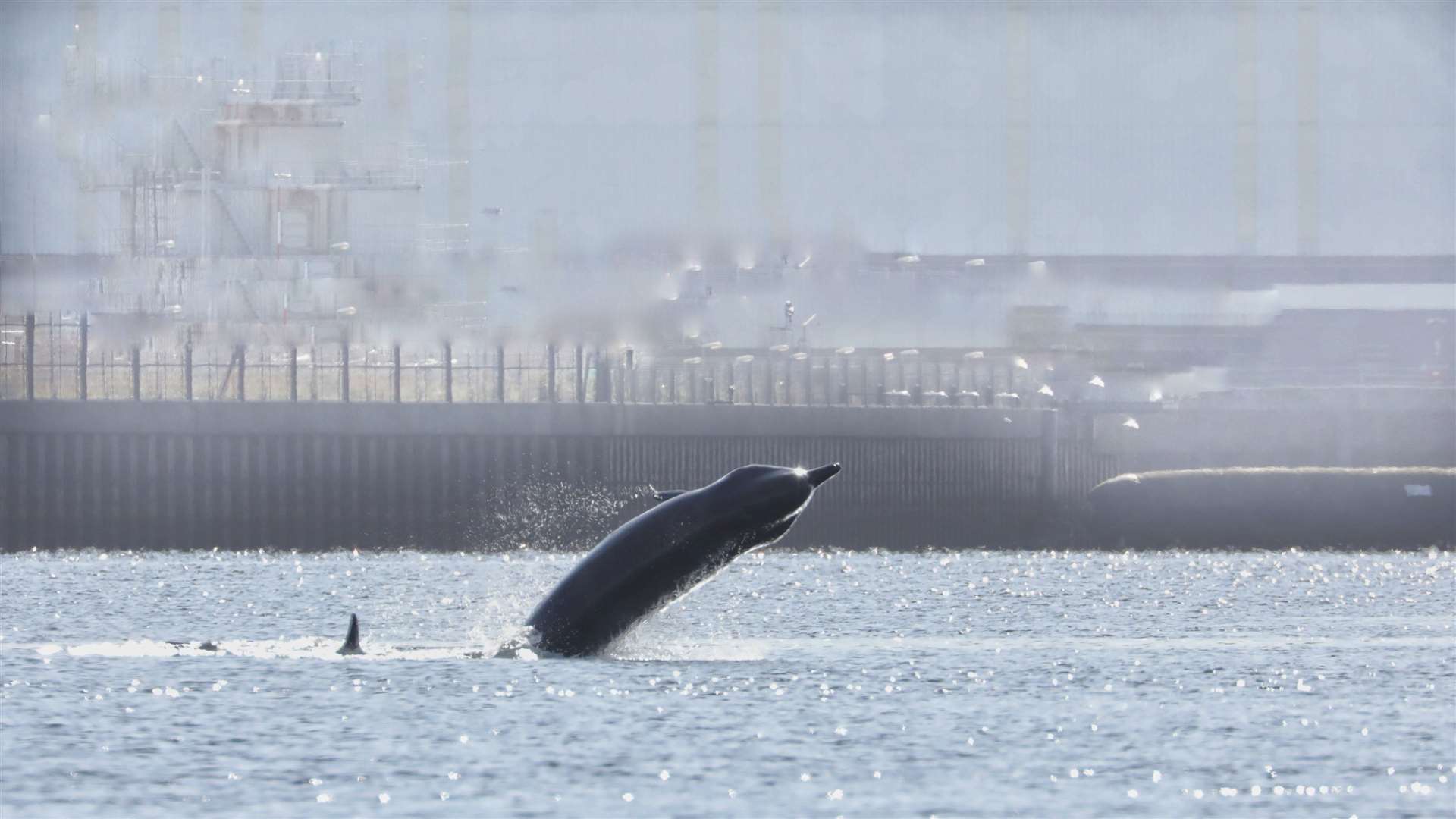 A pod of northern bottlenose whales were spotted in and around the Clyde in autumn 2020 (Steve Truluk/PA)