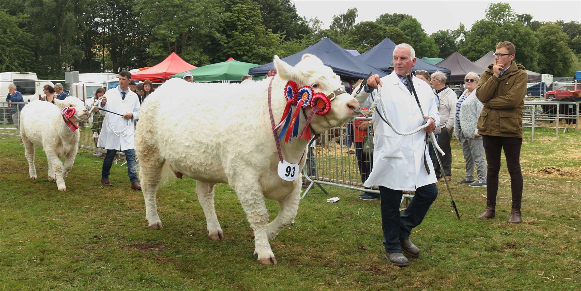 Parading for the judge during the interbreed championship. Picture: David Porter