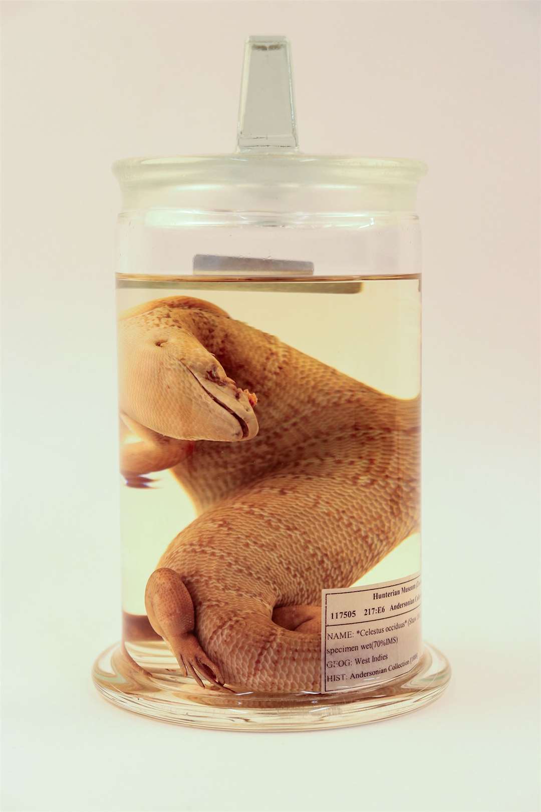 The lizard is contained in a jar (The Hunterian/University of Glasgow)