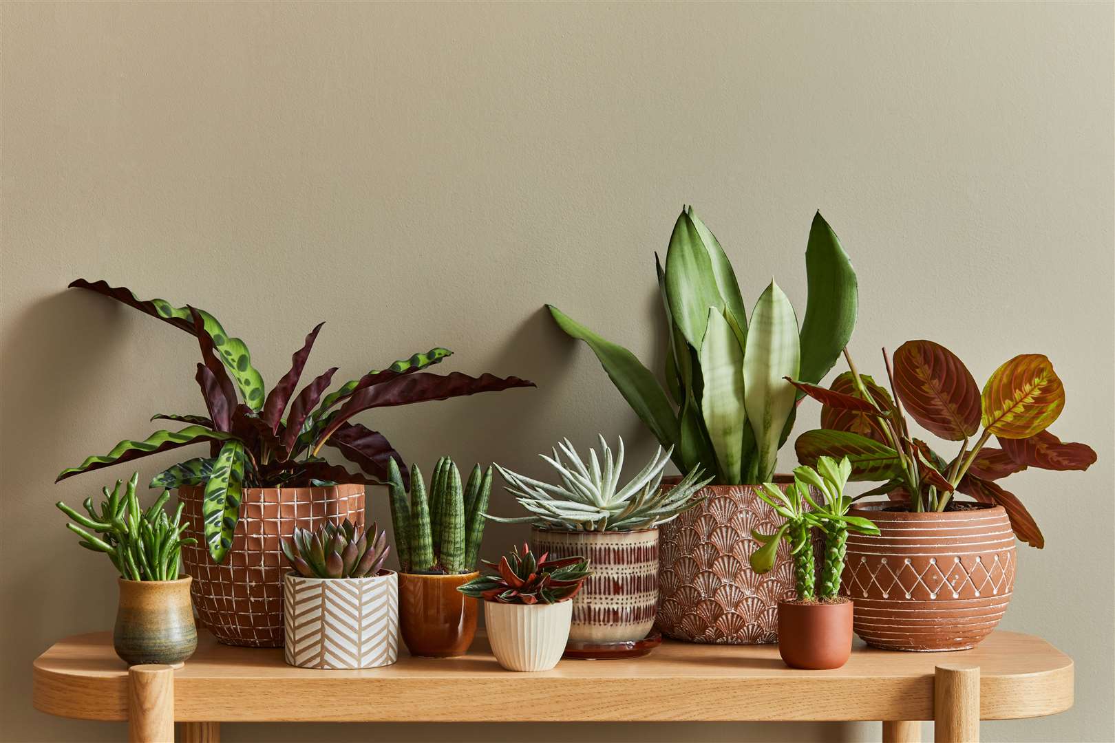 House plants can add colour and oxygen to your home.