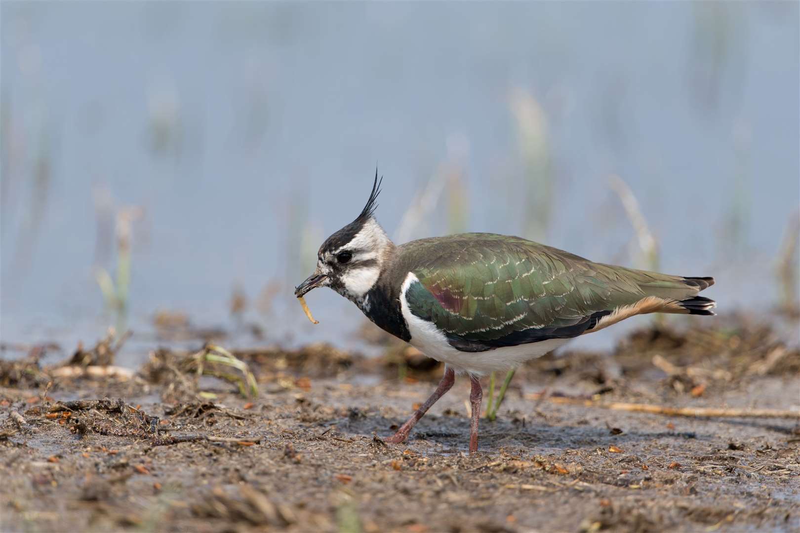 Lapwings can be a rare sight in the area nowadays.