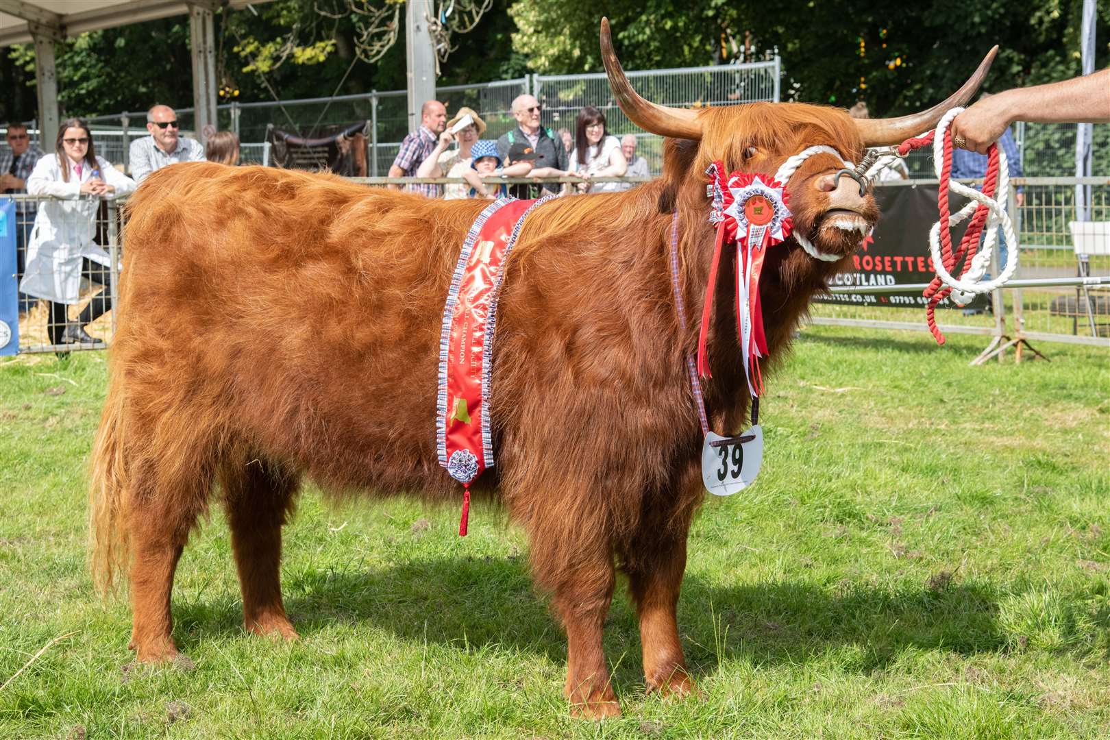 Overall winner of the Highland Cattle...Turriff Show on Monday 1 August 2022...Picture: Daniel Forsyth..