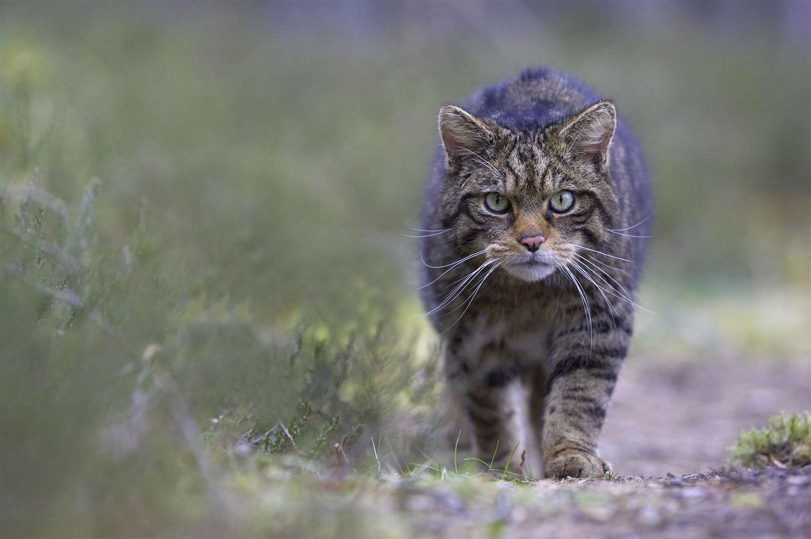 The sighting of a young wildcat has provided hope for those who feared them "functionally extinct".