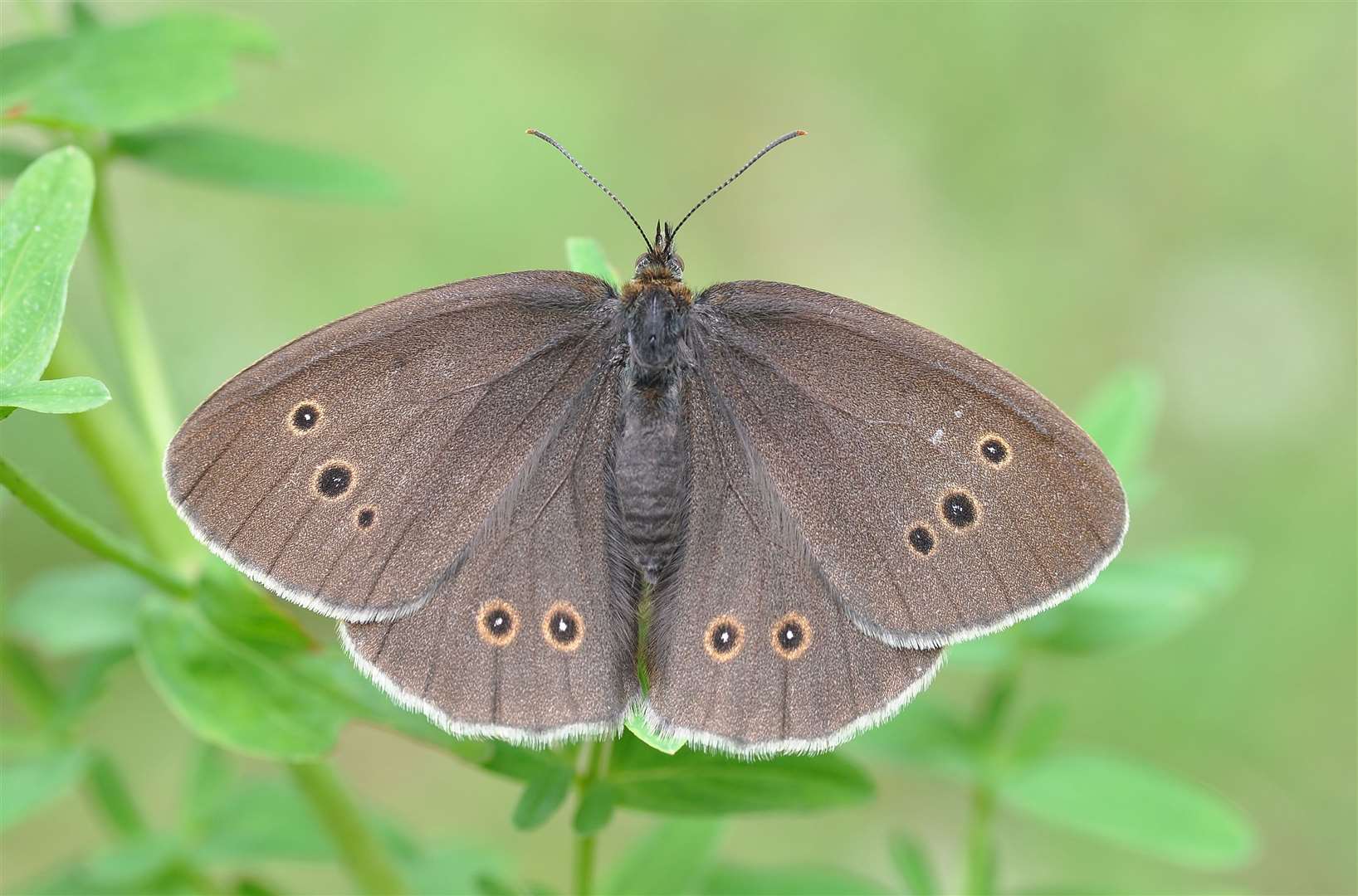 Ringlet has also seen a decline, with conservationists encouraging people to grow more nectar-rich plants to help them (Bob Eade/Butterfly Conservation/PA)