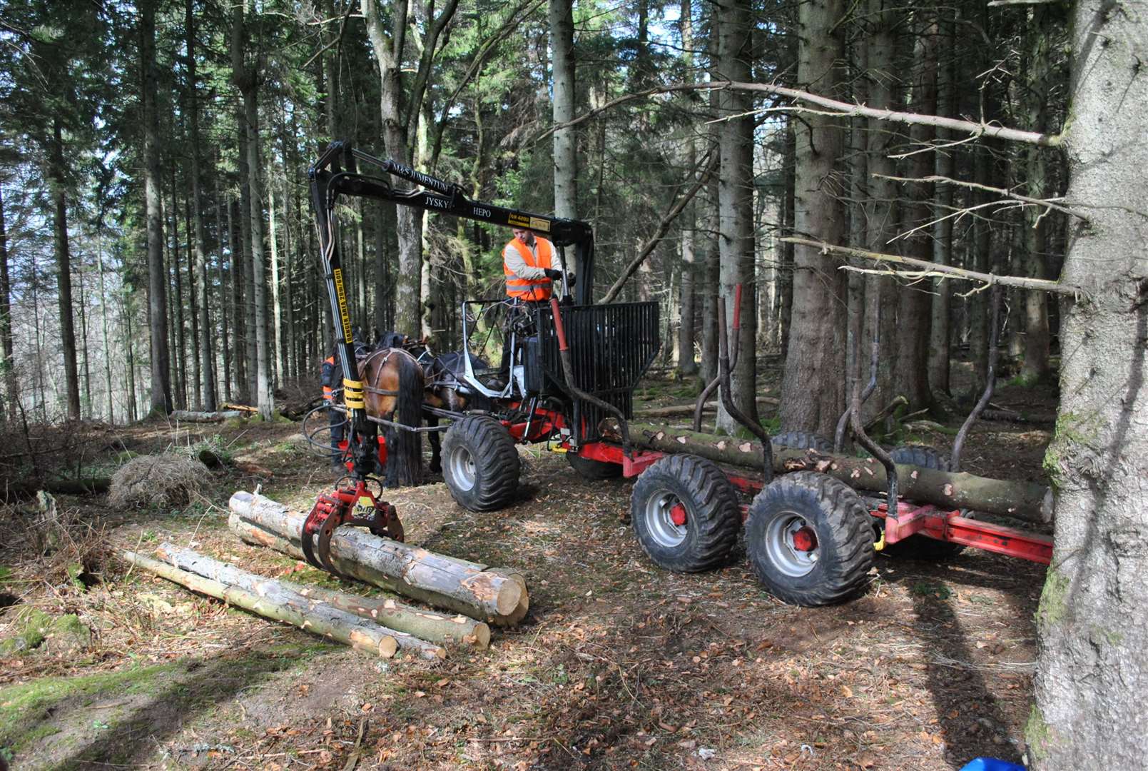 Traditional horse power is being used in felling and clearing operations in Aberdeenshire