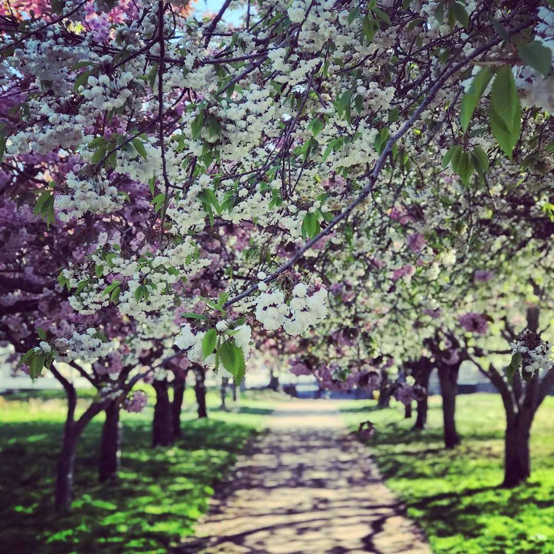 A picture of spring blossom by one of Moray Speyside Tourism's Instagram followers.