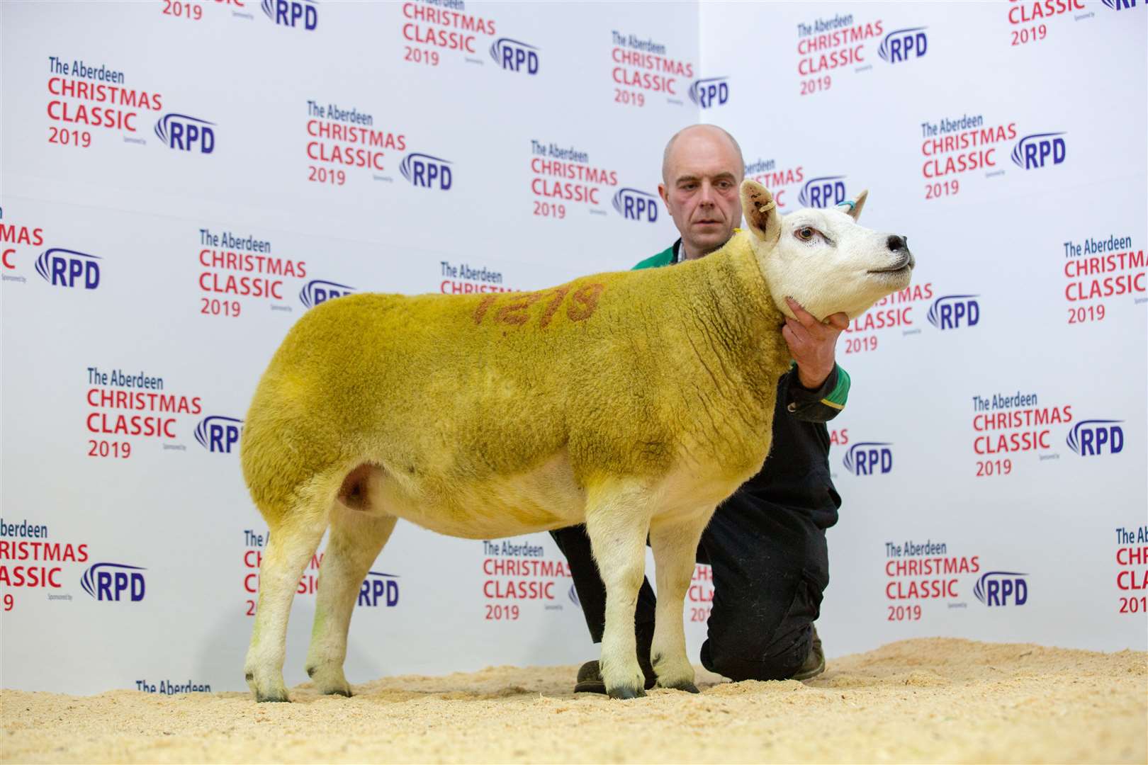 The champion Texel gimmer.
