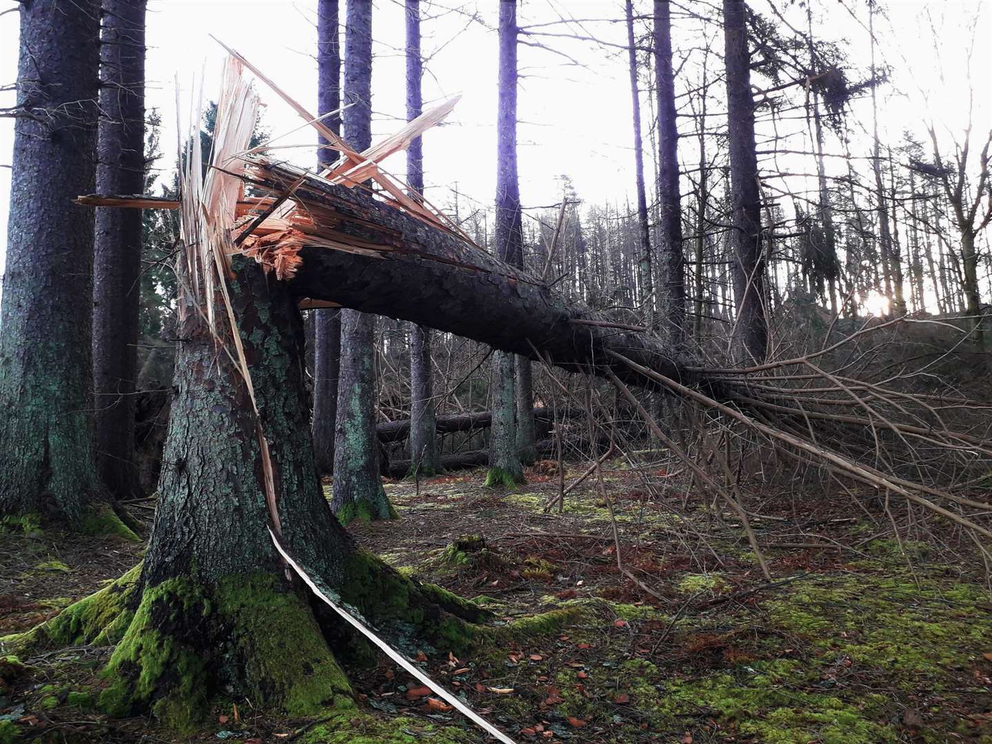 Many trees damaged in Storm Arwen are still to be cleared