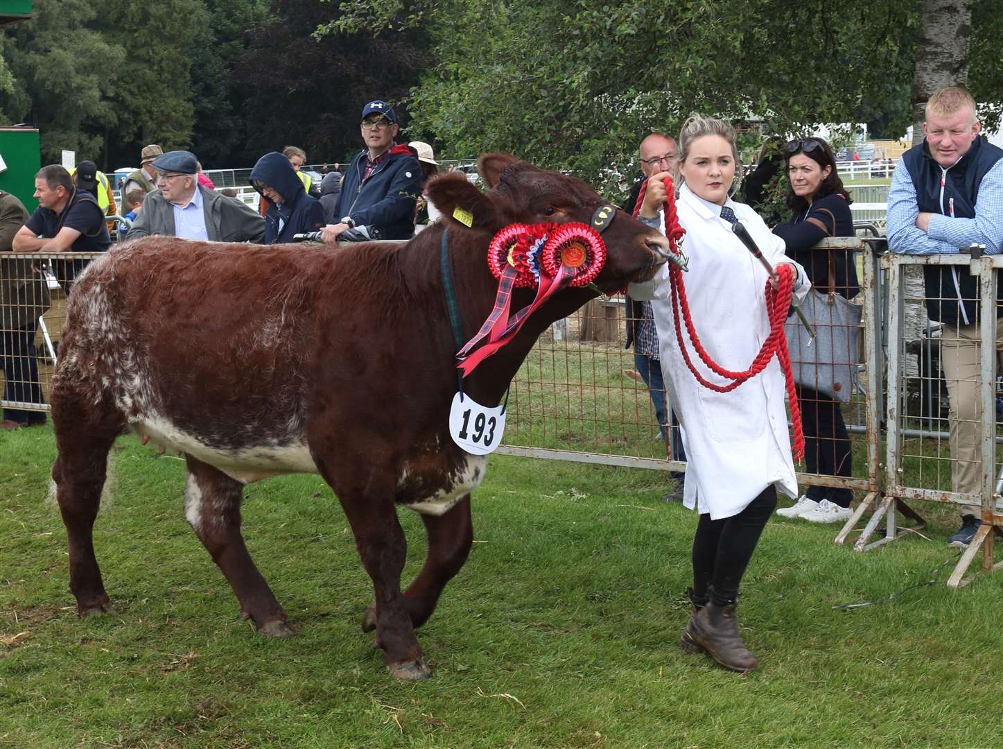 No 193 Dunsyre Gigha 42nd, shorthorn champion. Picture: Davi dPorter