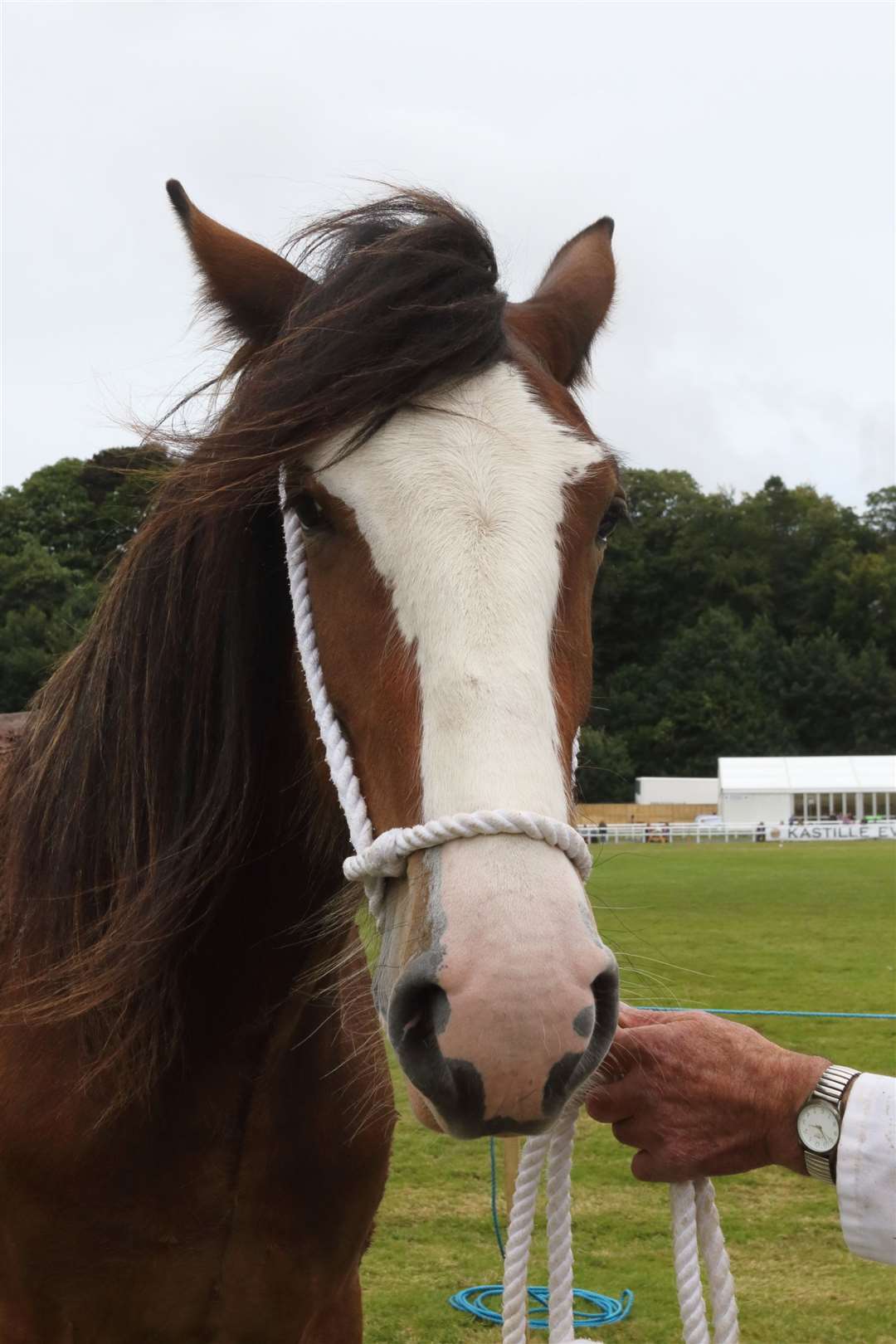 Clydesdale Champion two-year-old filly Barnslady Joanne,from James Ingram, Banchory.