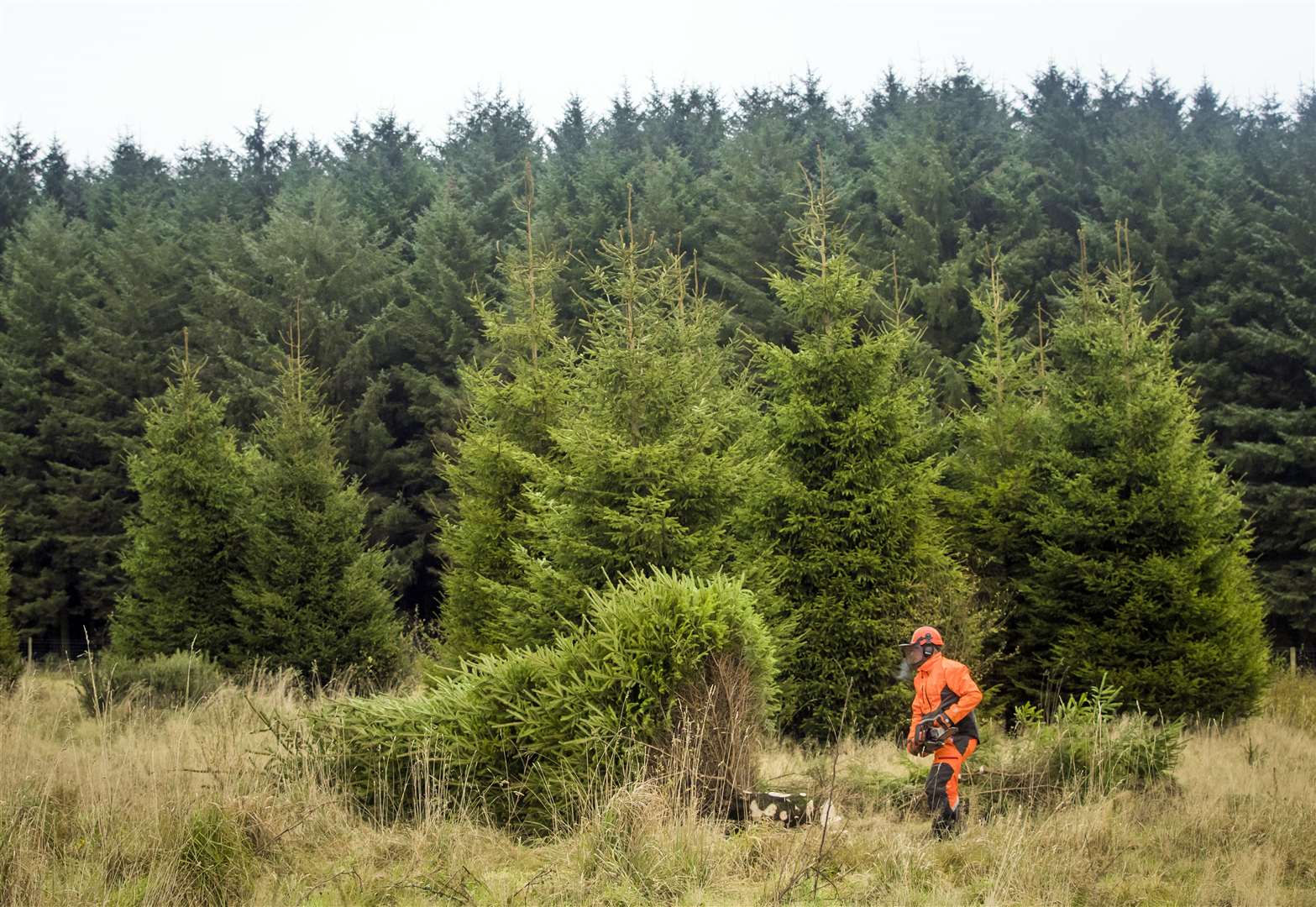 A Forestry Commission employee fells a sustainably grown Christmas tree in the Dalby forest, part of the North York Moors National Park (Danny Lawson/PA)