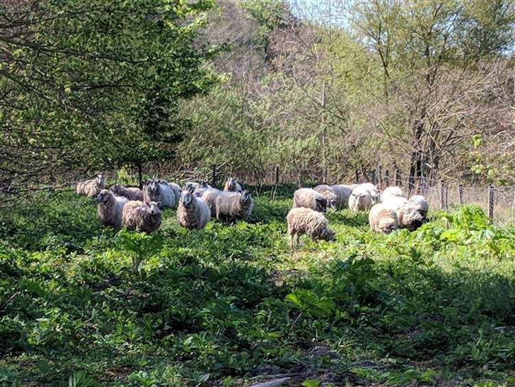 Sheep tackling the hogweed during a similar project in Macduff. Picture: SISI Project