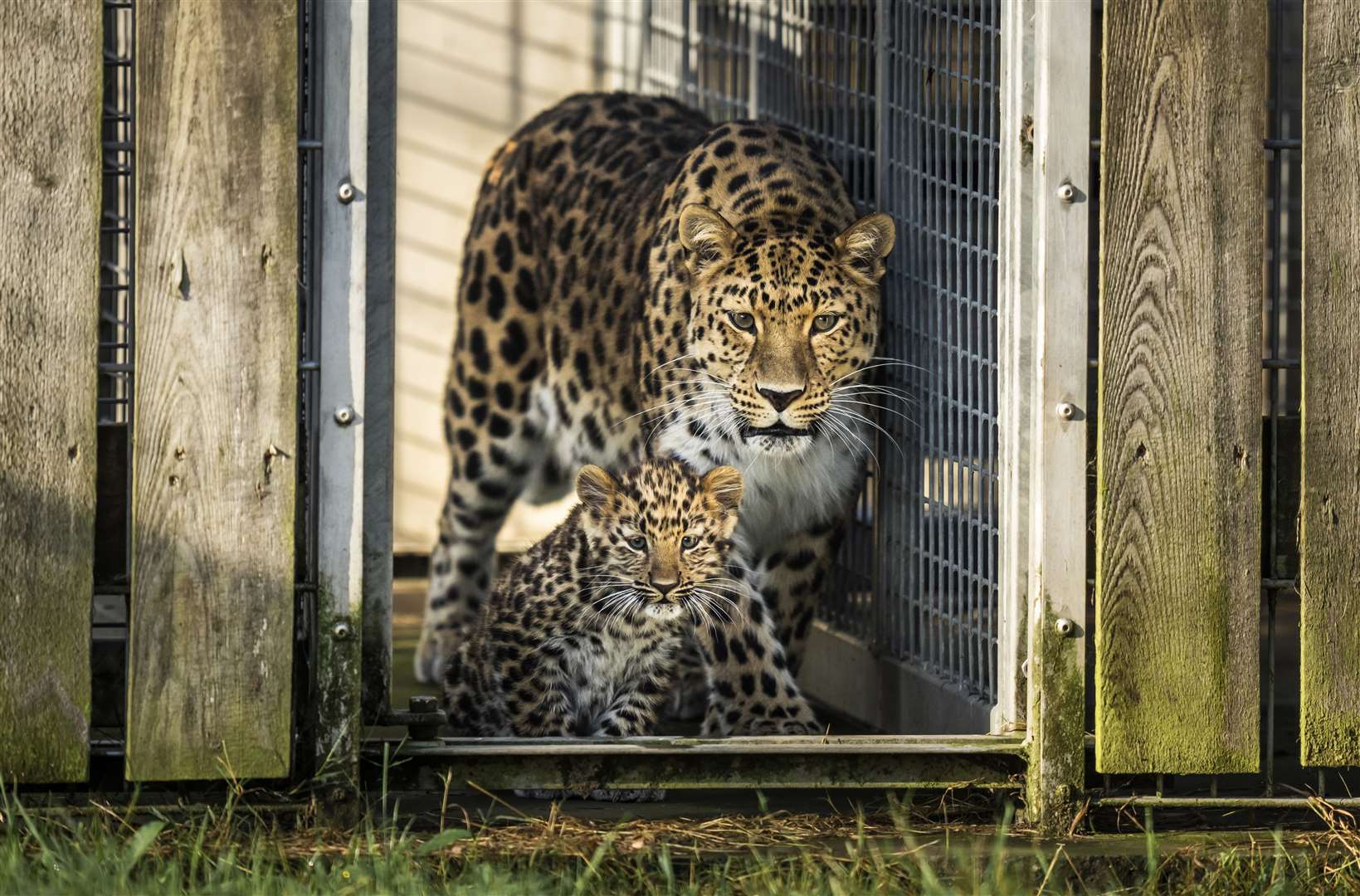 The newborn cub is staying close to mother Kristen in the safety of their den (Danny Lawson/PA)
