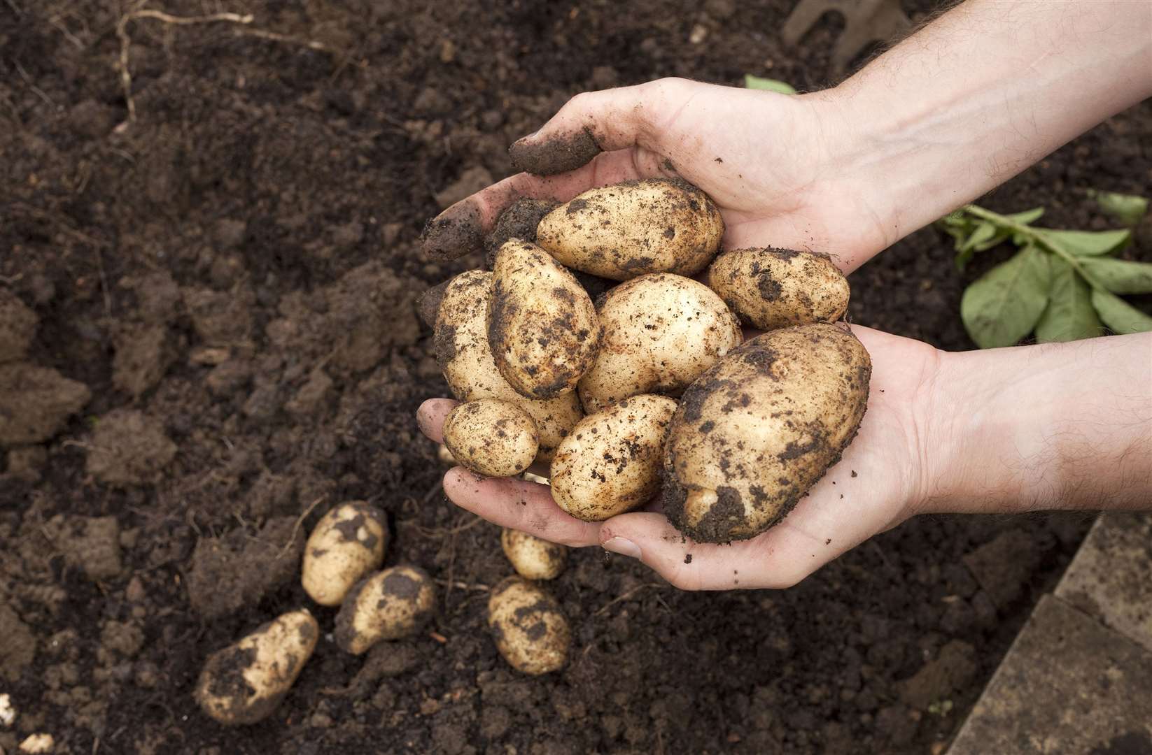 Potatoes have been at the centre of wrangling over imports and exports to and from the EU.
