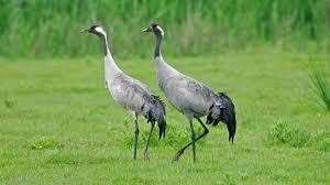 Scottish Crane numbers continue to grow