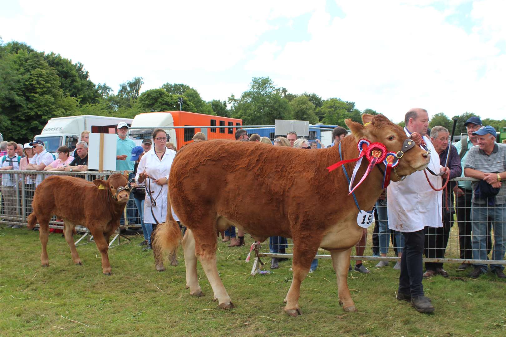 The Limousin breed winner Breconside Prickles with calf. Picture: Kyle Ritchie